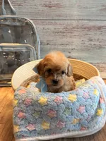 Penny, a female Cavapoo for sale in Little Elm, TX – 9 of 10