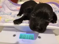 Syd, a female Yorkipoo for sale in Little Elm, TX – 8 of 10