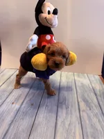 Michael, a male Cavapoo for sale in Little Elm, TX – 2 of 10
