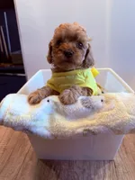 Willona, a female Cavapoo for sale in Little Elm, TX – 9 of 10
