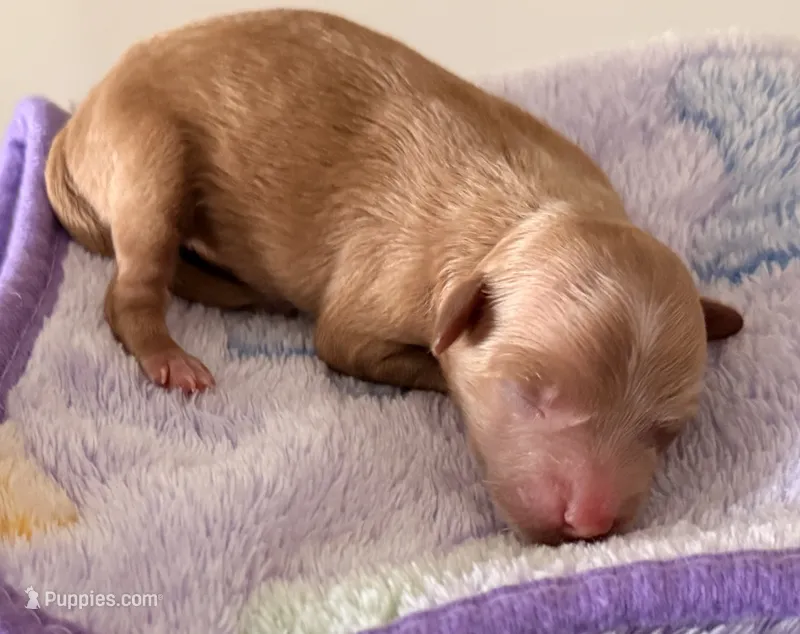 Marti – Cavapoo puppy for sale in Little Elm, TX