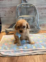 Penny, a female Cavapoo for sale in Little Elm, TX – 3 of 10