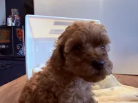 Willona, a female Cavapoo for sale in Little Elm, TX – 4 of 10