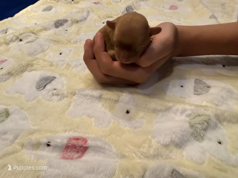 Penny – Cavapoo puppy for sale in Little Elm, TX