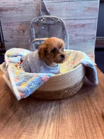 Penny, a female Cavapoo for sale in Little Elm, TX – 6 of 10