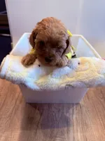 Willona, a female Cavapoo for sale in Little Elm, TX – 5 of 10