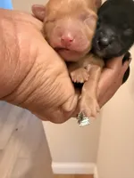 Dre, a male Yorkipoo for sale in Little Elm, TX – 10 of 10
