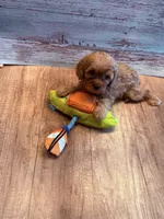 J.J., a male Cavapoo for sale in Little Elm, TX – 1 of 10