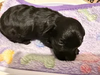 Syd, a female Yorkipoo for sale in Little Elm, TX – 7 of 10