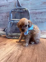 Penny, a female Cavapoo for sale in Little Elm, TX – 5 of 10
