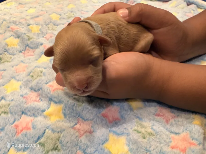 Michael – Cavapoo puppy for sale in Little Elm, TX