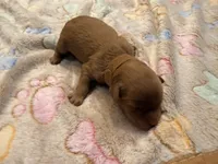 J.J., a male Cavapoo for sale in Little Elm, TX – 2 of 2