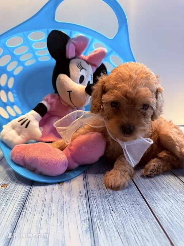 Thelma – Cavapoo puppy for sale in Little Elm, TX