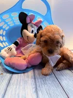 Thelma, a female Cavapoo for sale in Little Elm, TX – 1 of 6