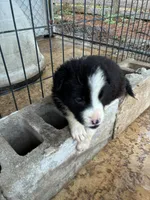 Andy, a male Border Collie for sale in Jacksonville, FL – Photo 2 of 2
