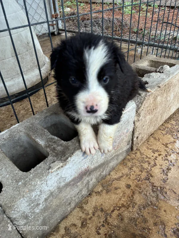 Andy, a male Border Collie for sale in Jacksonville, FL – Photo 1 of 2