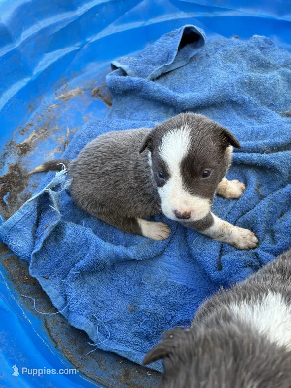 Gray three, a female Border Collie for sale in Jacksonville, FL – Photo 1 of 1
