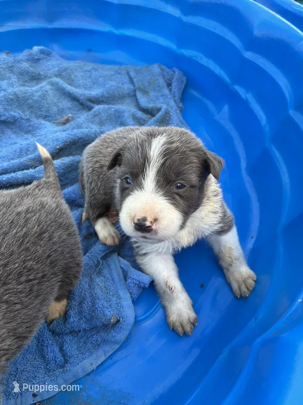 Gray one  – Border Collie puppy for sale in Jacksonville, FL