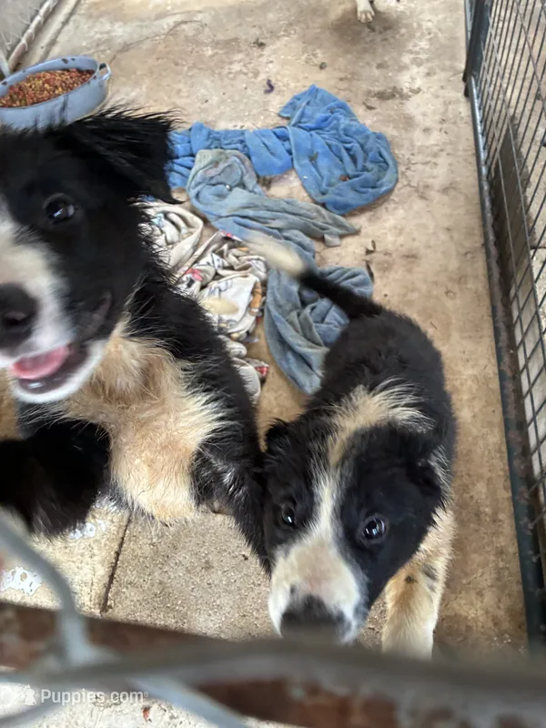 Doug – Border Collie puppy for sale in Jacksonville, FL
