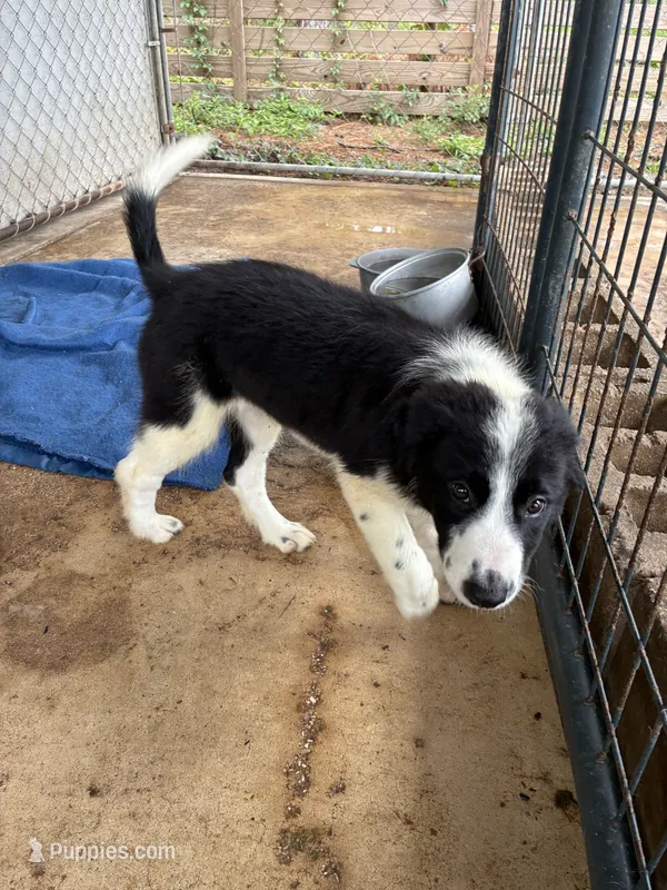 Doug – Border Collie puppy for sale in Jacksonville, FL