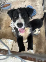 Ace, a male Border Collie for sale in Jacksonville, FL – 2 of 2