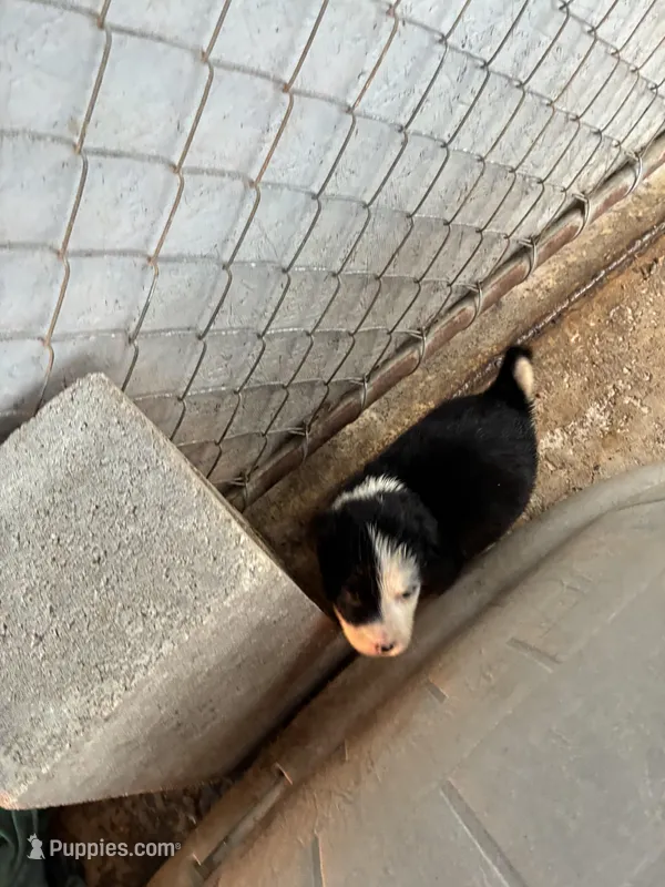 Williw – Border Collie puppy for sale in Jacksonville, FL