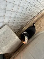 Williw, a female Border Collie for sale in Jacksonville, FL – Photo 1 of 3