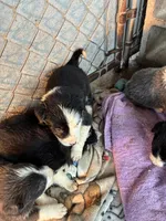 Williw, a female Border Collie for sale in Jacksonville, FL – Photo 3 of 3