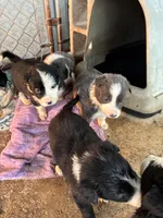 Williw, a female Border Collie for sale in Jacksonville, FL – Photo 2 of 3