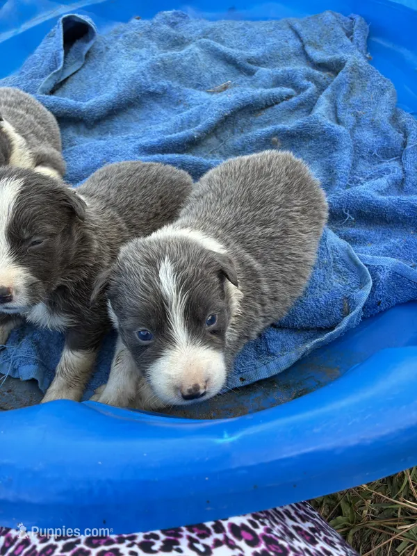 Gray two – Border Collie puppy for sale in Jacksonville, FL