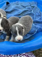 Gray two, a male Border Collie for sale in Jacksonville, FL – 1 of 1