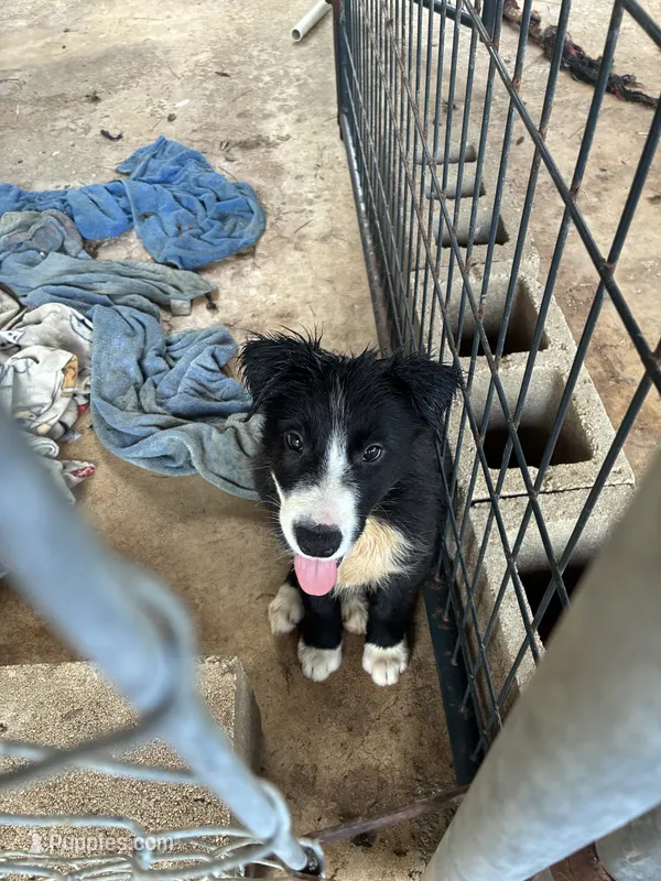 Ace – Border Collie puppy for sale in Jacksonville, FL
