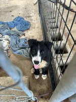Ace, a male Border Collie for sale in Jacksonville, FL – 1 of 2