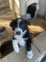 Laura, a female Border Collie for sale in Jacksonville, FL – Photo 4 of 4