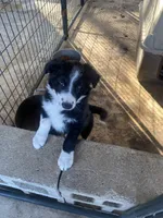 Laura, a female Border Collie for sale in Jacksonville, FL – Photo 1 of 4