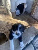 Laura, a female Border Collie for sale in Jacksonville, FL – Photo 2 of 4