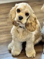 Breeze, a female Cocker Spaniel for sale in Rochester, NH – Photo 1 of 4