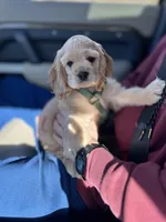 Breeze, a female Cocker Spaniel for sale in Rochester, NH – Photo 4 of 4