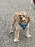 Breeze, a female Cocker Spaniel for sale in Rochester, NH – Photo 2 of 4
