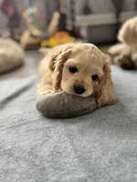 Breeze, a female Cocker Spaniel for sale in Rochester, NH – Photo 3 of 4