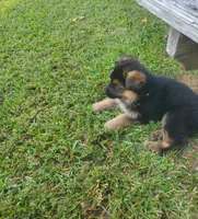 Yellow Male, a male German Shepherd Dog for sale in Ahoskie, NC – 9 of 10