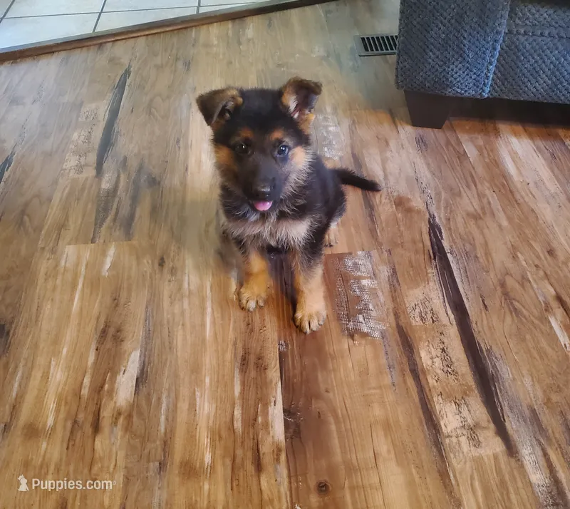 Yawn Green Male – German Shepherd Dog puppy for sale in Ahoskie, NC
