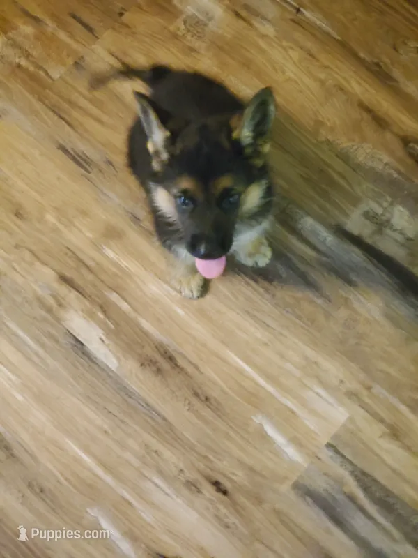 Yellow Male – German Shepherd Dog puppy for sale in Ahoskie, NC
