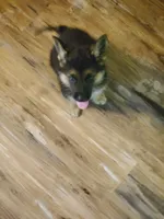 Yellow Male, a male German Shepherd Dog for sale in Ahoskie, NC – 8 of 10