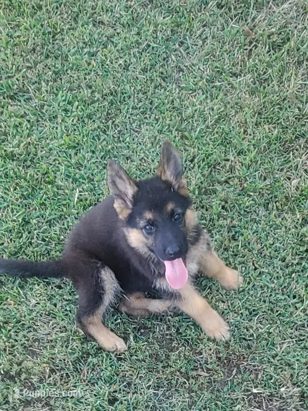 Blue Male – German Shepherd Dog puppy for sale in Ahoskie, NC