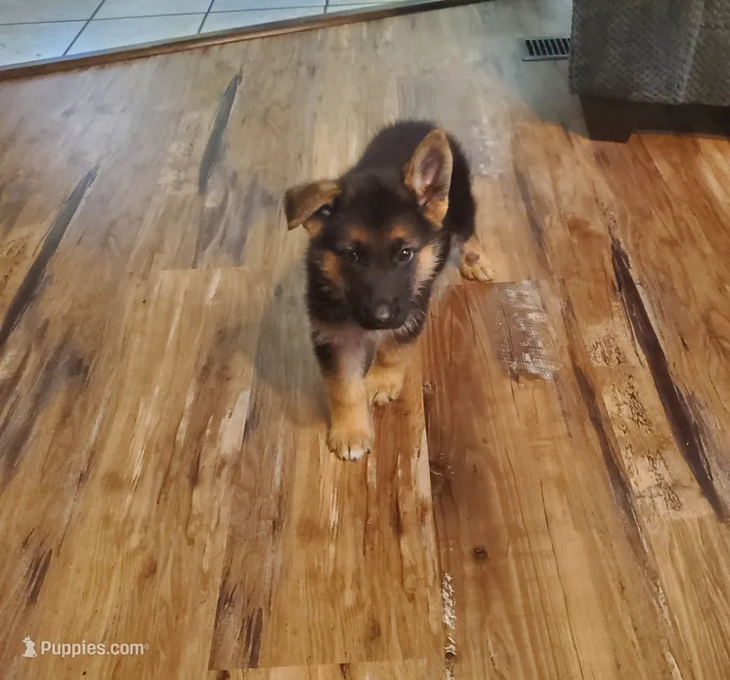 Black Male – German Shepherd Dog puppy for sale in Ahoskie, NC