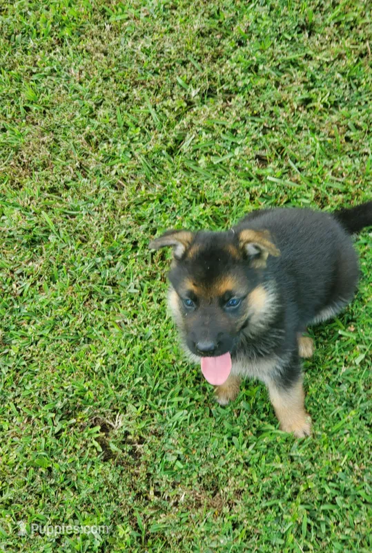 Black Male – German Shepherd Dog puppy for sale in Ahoskie, NC