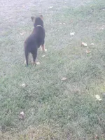 Yellow Male, a male German Shepherd Dog for sale in Ahoskie, NC – 6 of 10