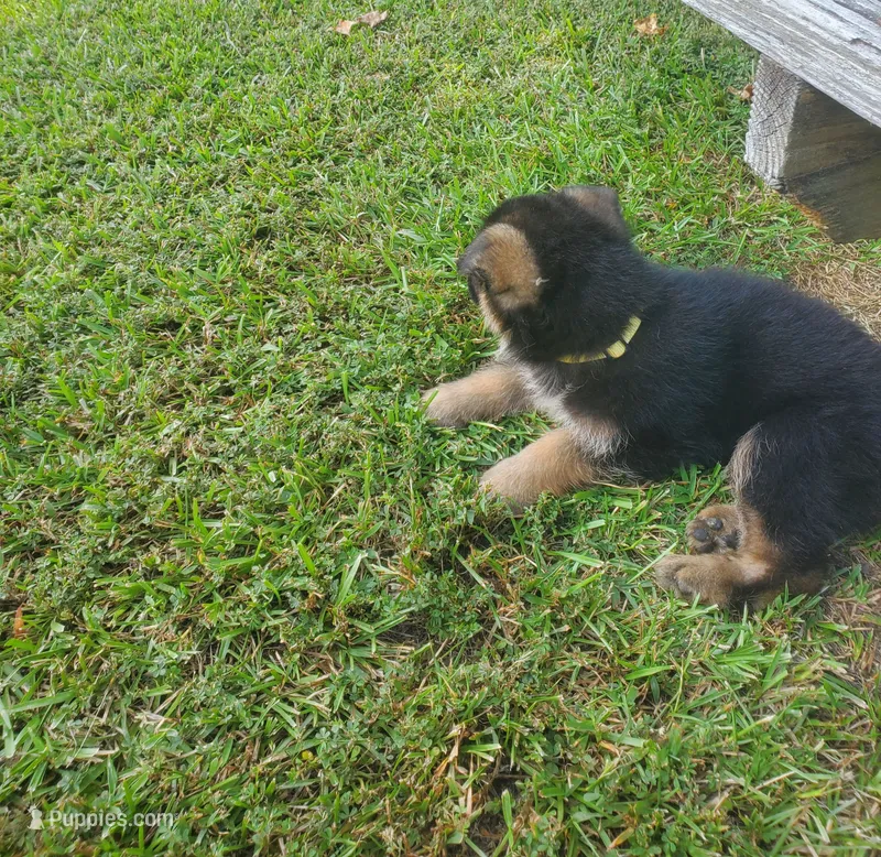 Yellow Male – German Shepherd Dog puppy for sale in Ahoskie, NC