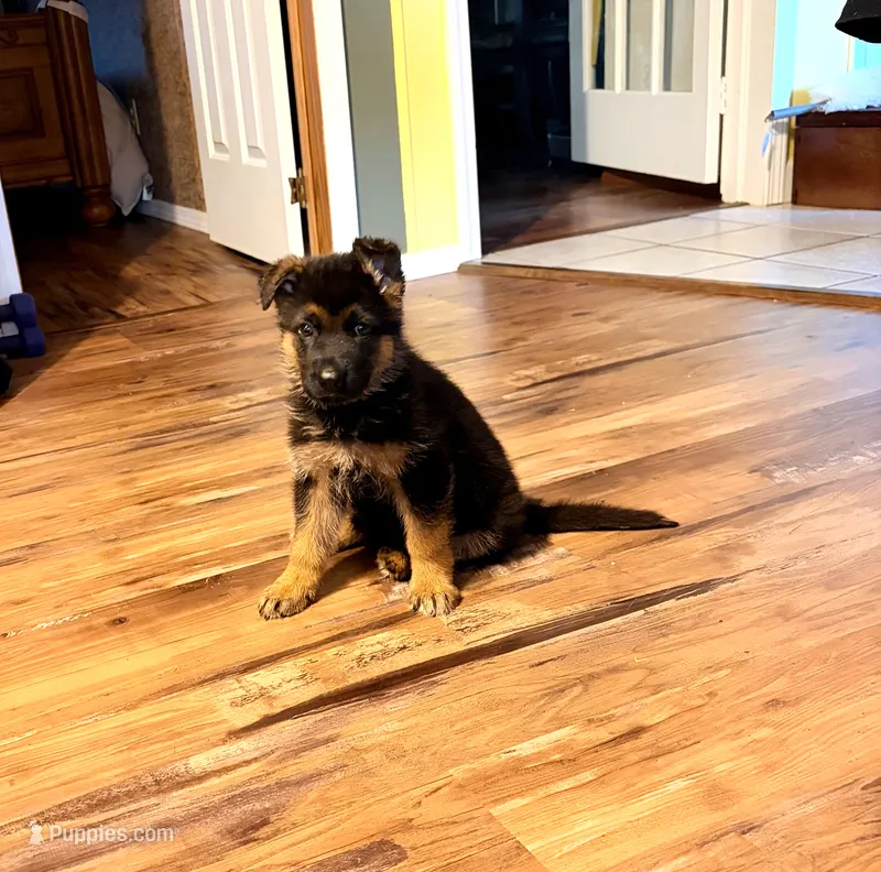 Dark Violet Male – German Shepherd Dog puppy for sale in Ahoskie, NC
